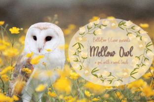 Mellow Owl: A Script Font for Calm Editorial Design