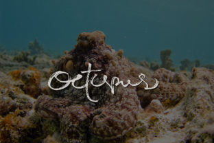 Octopus: The Natural Script Font for Authentic Web Design